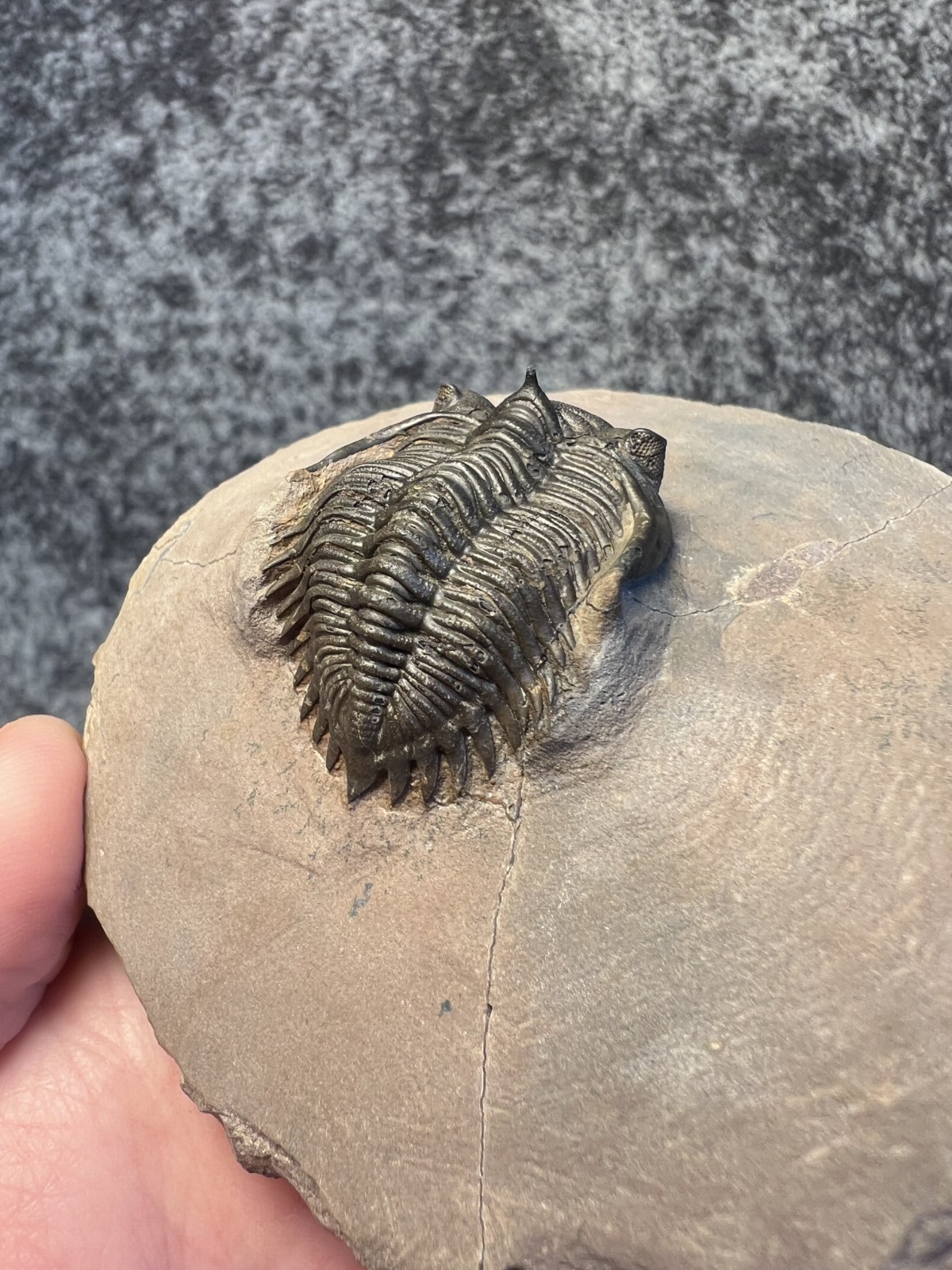 Metacanthina issoumourensis Trilobite Fossil – Collector Specimen