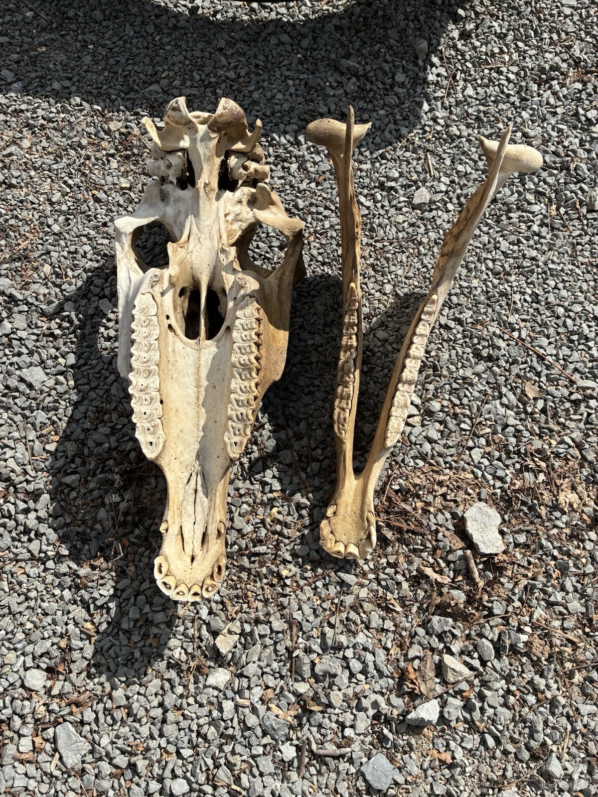 LARGE HORSE SKULL AUTHENTIC With BOTTOM JAW TEETH EQUINE TAXIDERMY Natural