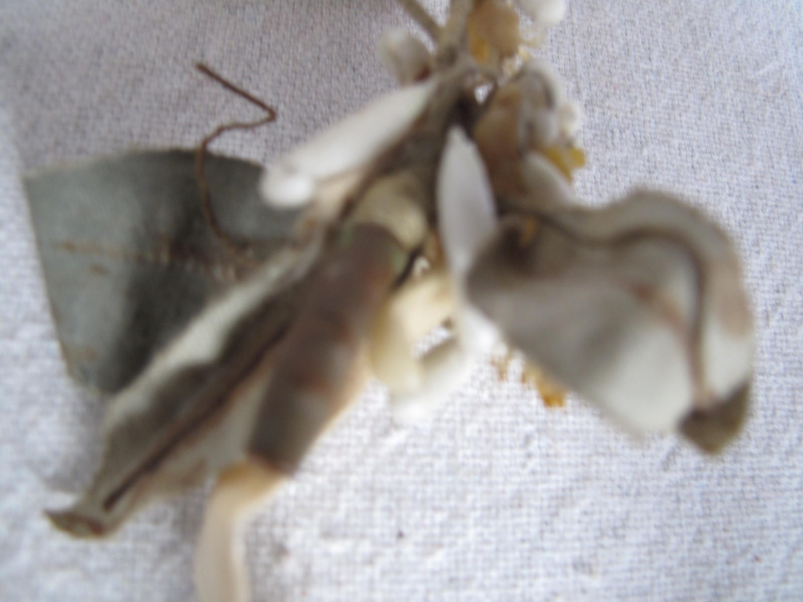 Antique Wedding Headdress for a Veil Victorian 1880's Wax Flowers