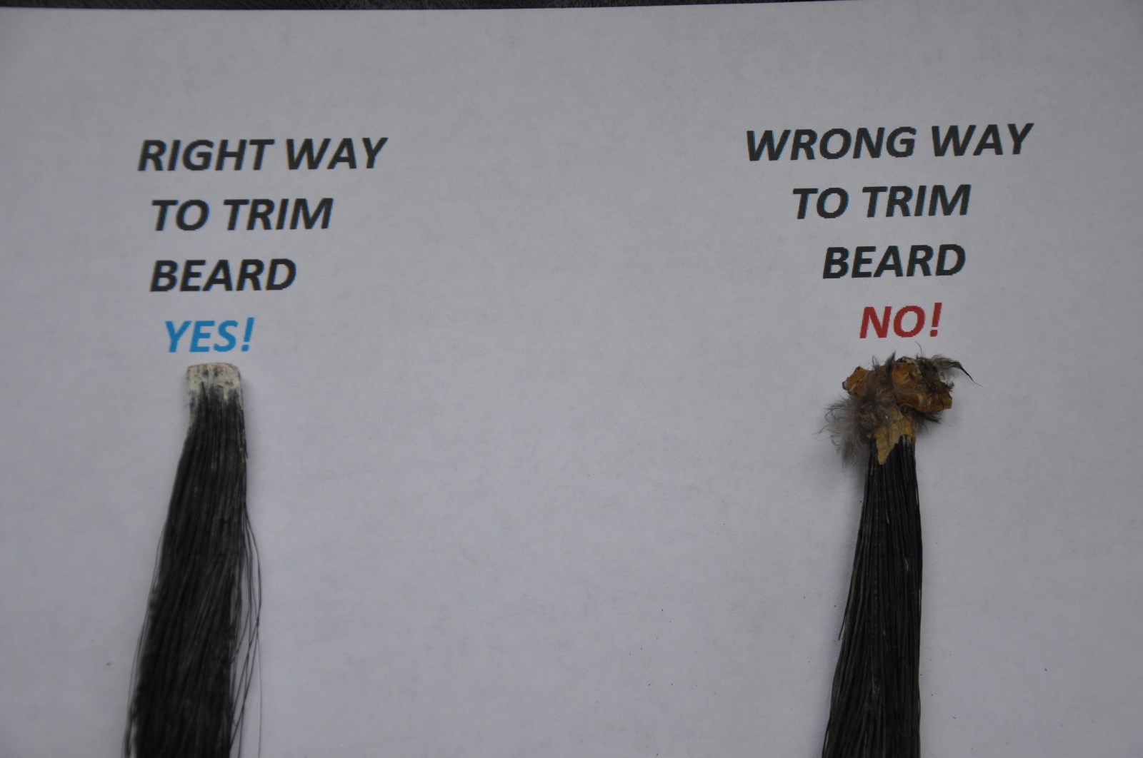 WILD TURKEY SPUR BEARD HUNTING MOUNT OAK 11 HOOK HOLDER TROPHY PLAQUE TAXIDERMY