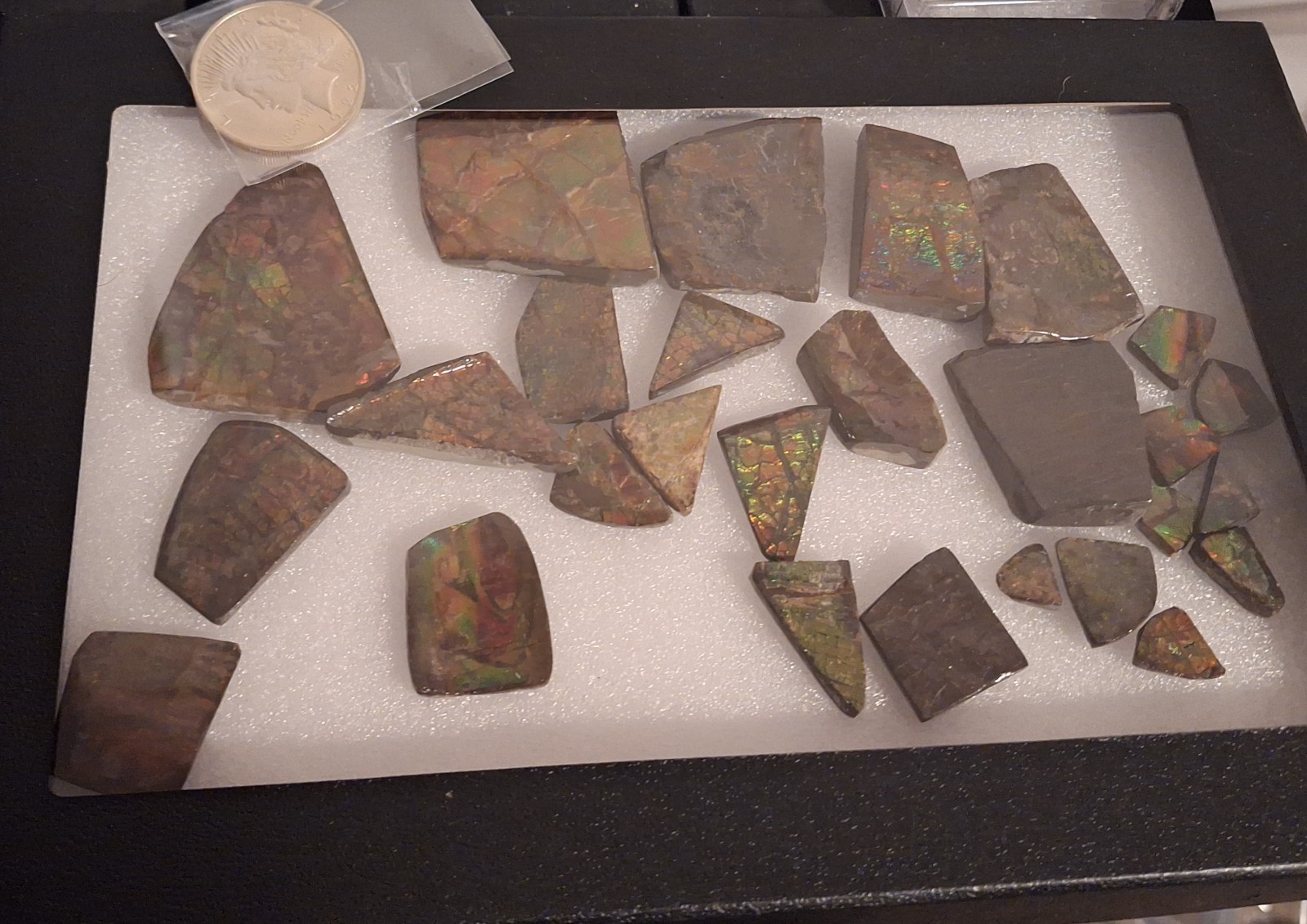 Ammolite Gem Fossil Ammonite Fragments Fr. Bear Paw Sea Formation Alberta Canada