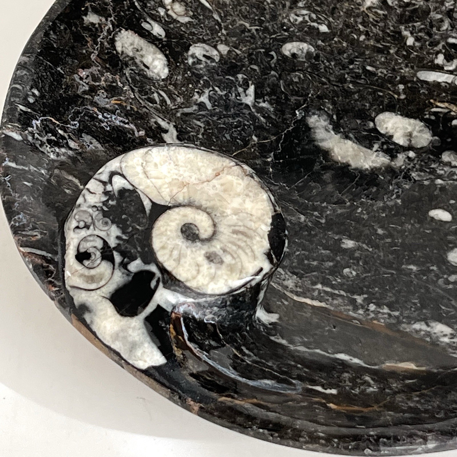 Hand Carved Ammonite Orthoceras Fossil Bowl Ashtray Trinket Jewelry Tray 7”