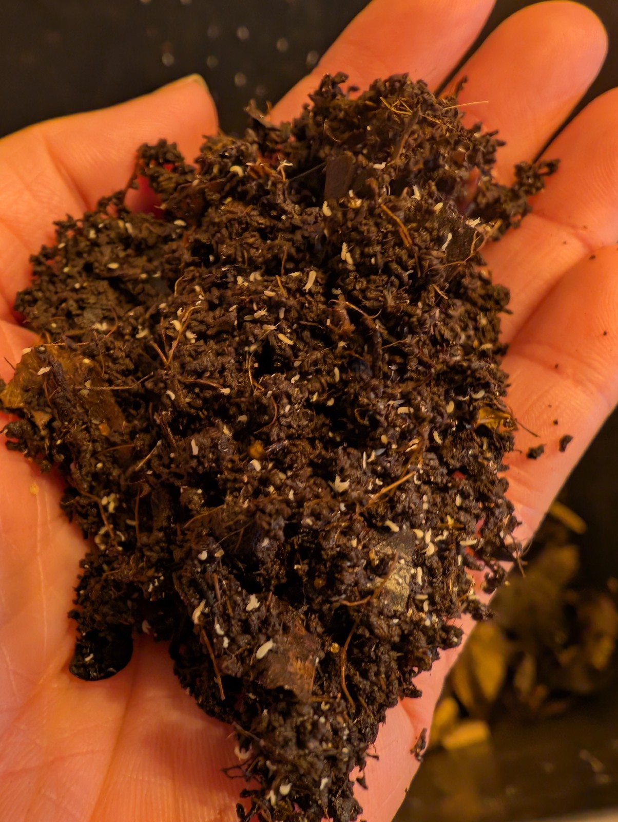 1000+ Temperate Springtails, Free Shipping