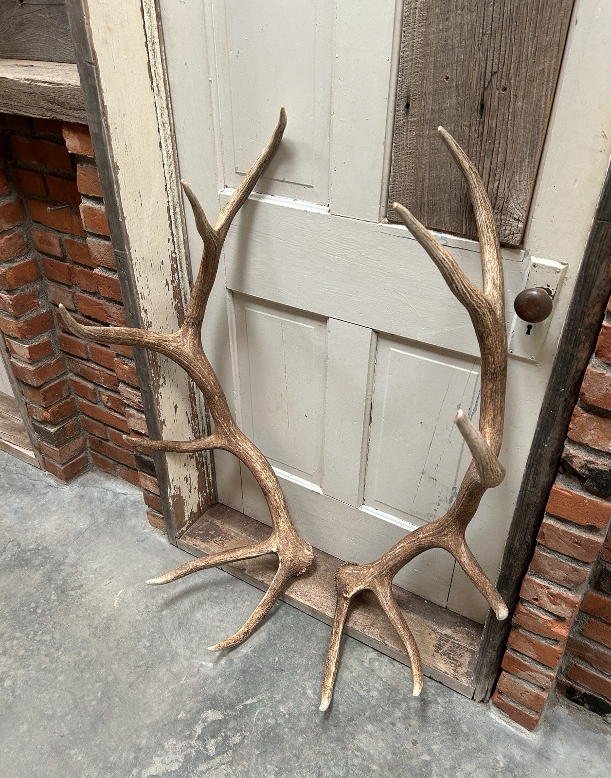 6x6 Set Of Elk Sheds ~ Elk Antlers ~ Cabin Decor