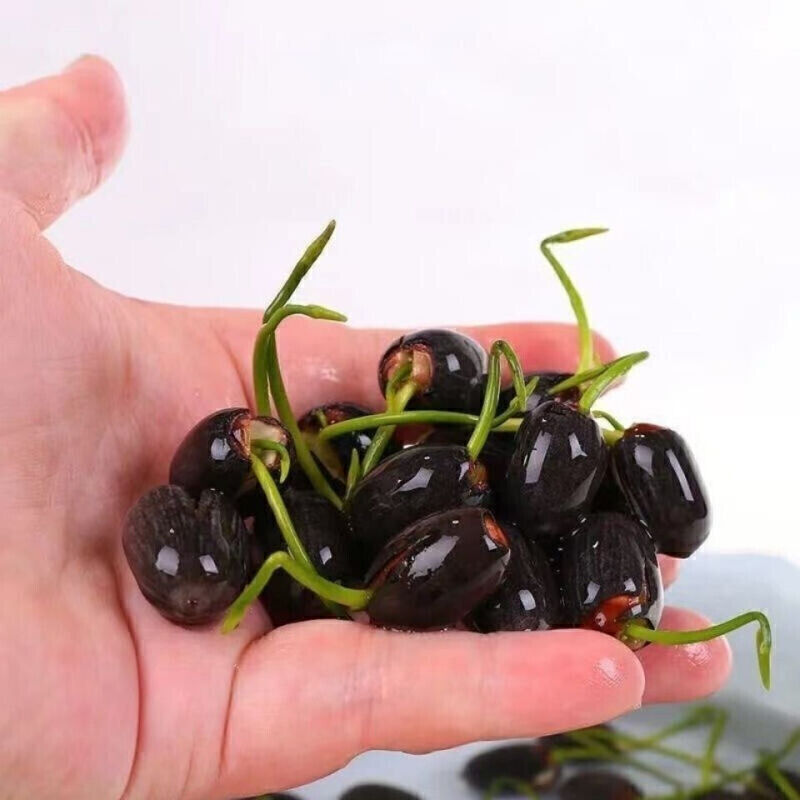 30/90Pcs Seeds Lotus Mix Flower Seed Hand Picked Aquatic Plants Water Garden US