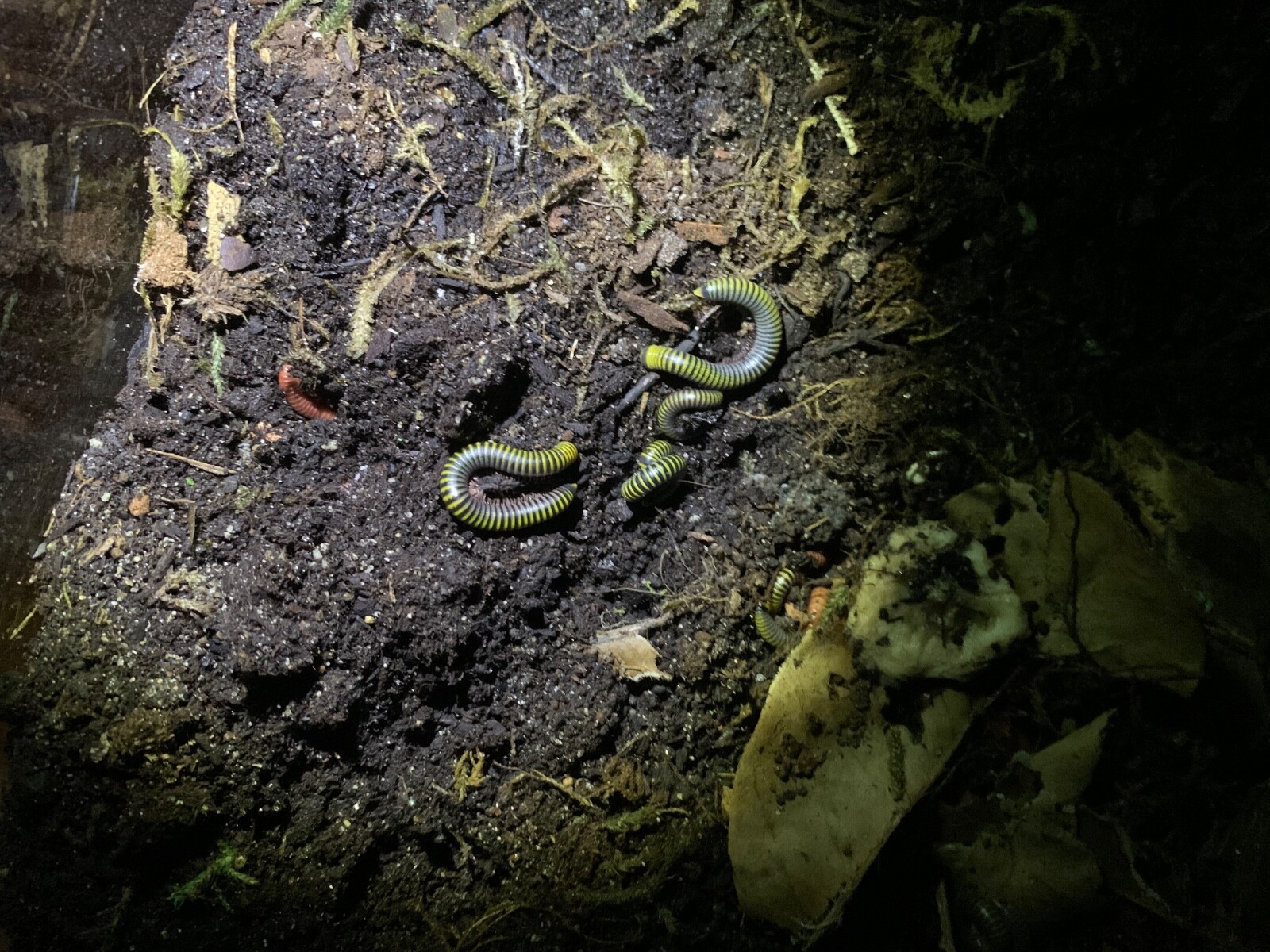 10 Live - Bumble Bee Millipedes bioactive clean up crew (feeders)