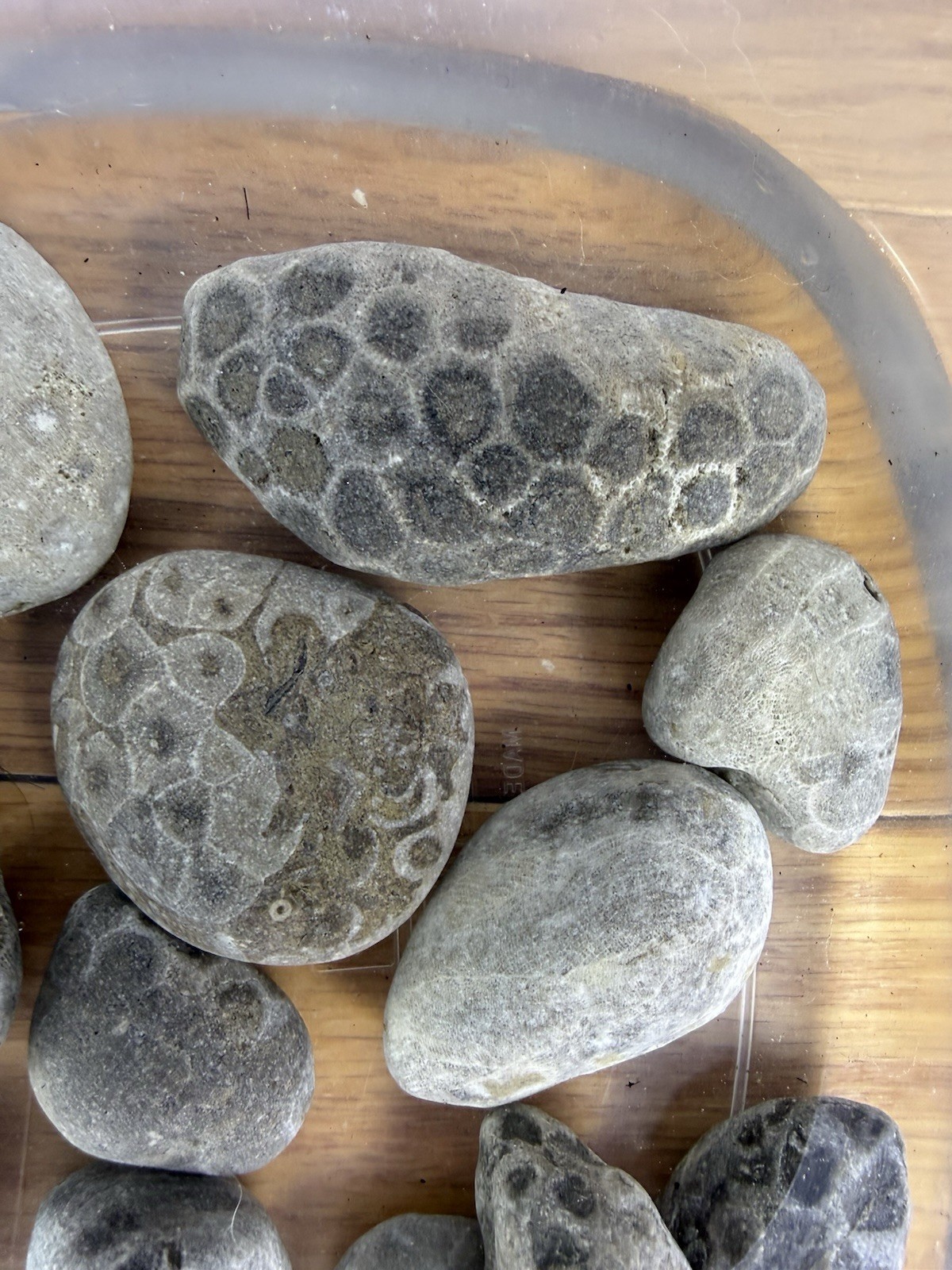 Lot 12 Petoskey Stones Unpolished 1 Lb Lake Michigan Coral Fossil Craft Jewelry