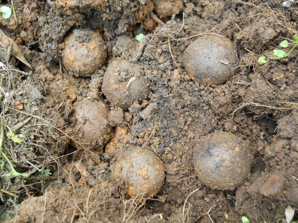 Old Rare Vintage Antique Civil War Relic Confederate Canister Shot Appomattox VA