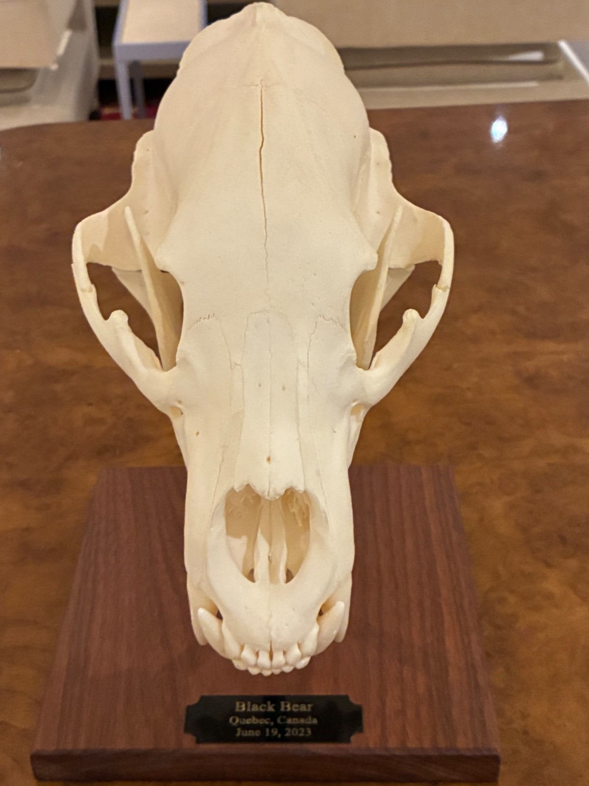 Black bear skull