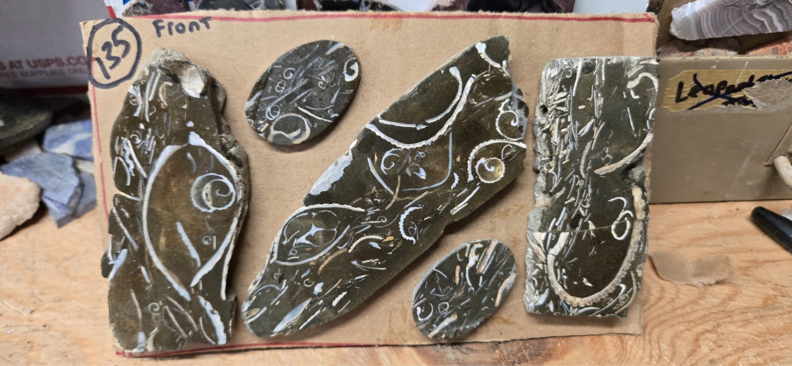 Purisma Formation Fossil Limestone, Cabochon Slabs Preforms  13 Pcs, Flat 135