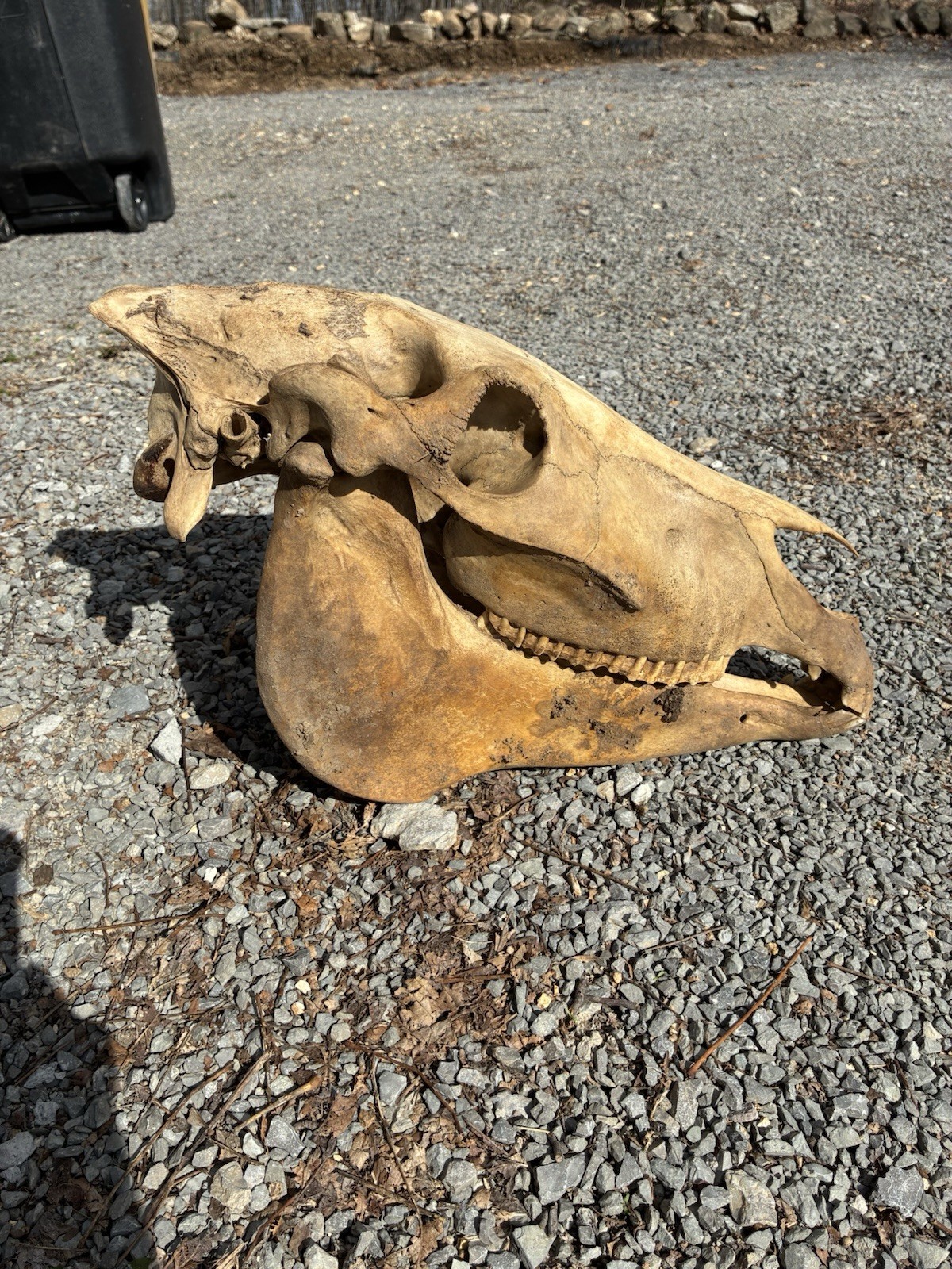 LARGE HORSE SKULL AUTHENTIC With BOTTOM JAW TEETH EQUINE TAXIDERMY Natural