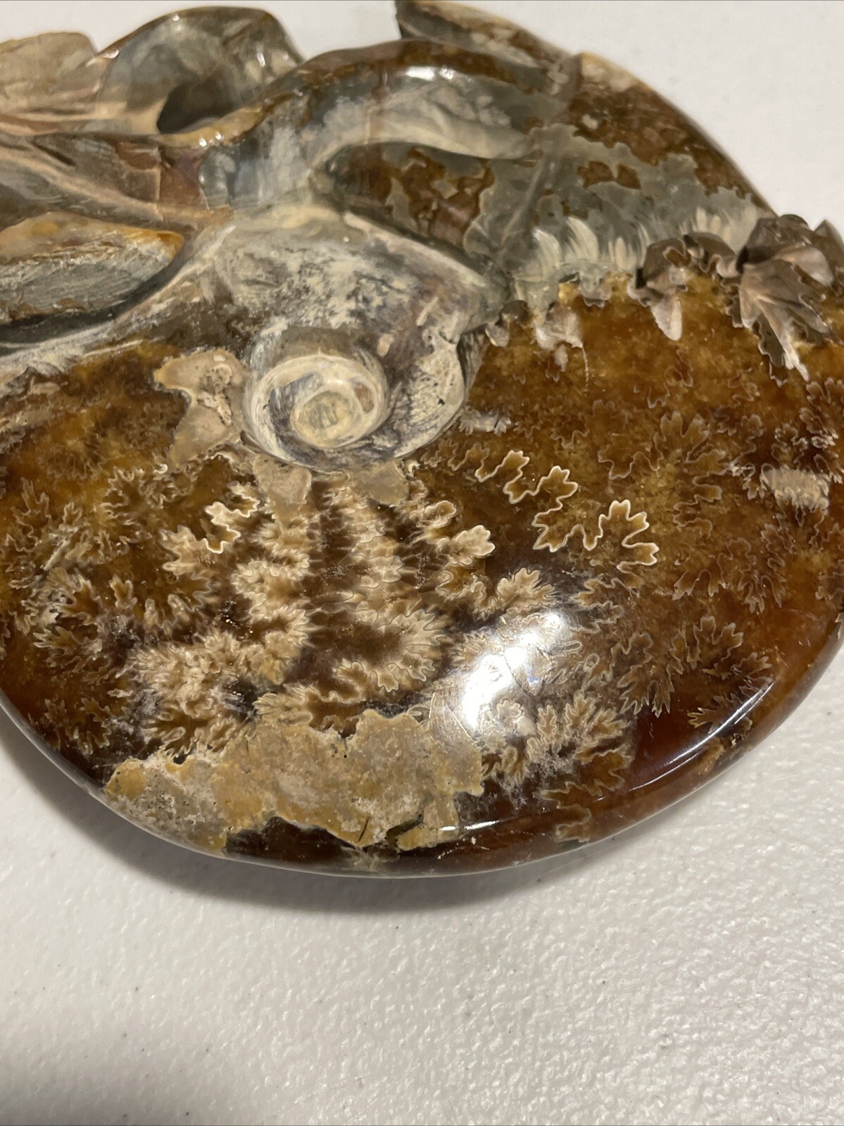 Small Fossilized Agatized Polished Ammonite Specimen 6 inches 1# 10oz