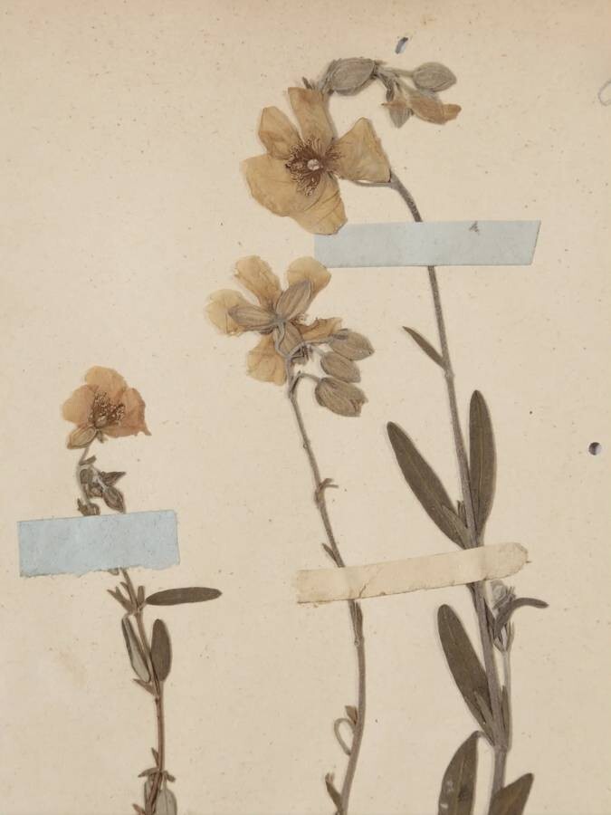 ANTIQUE PRESSED BOTANICALS C. 1893 FROM A FRENCH MONASTERY SCHOOL