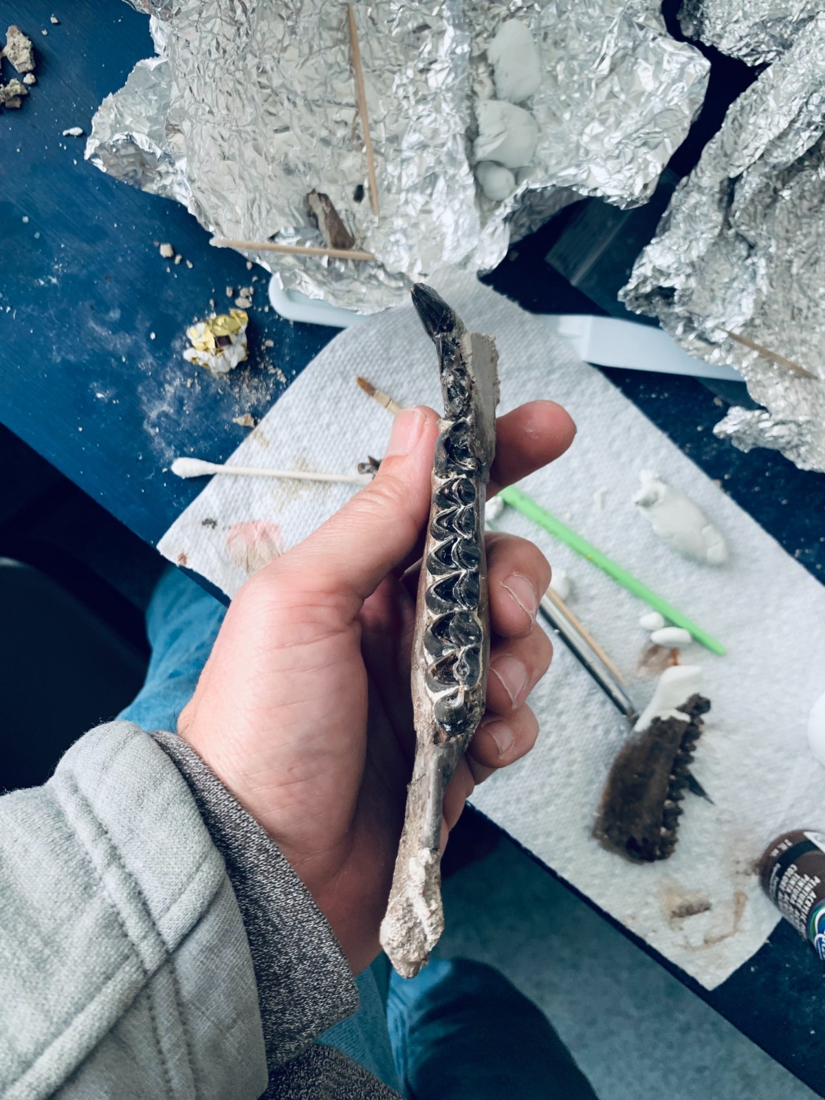 Fossil Merycoidodon Oreodont Teeth In Jaw, White River Badlands,