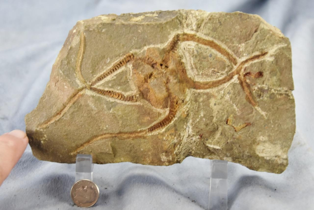 Brittle Star Starfish 450myo FOSSIL 274mm GEOCOMA CORINATA 6.5" 165mm 5019cc