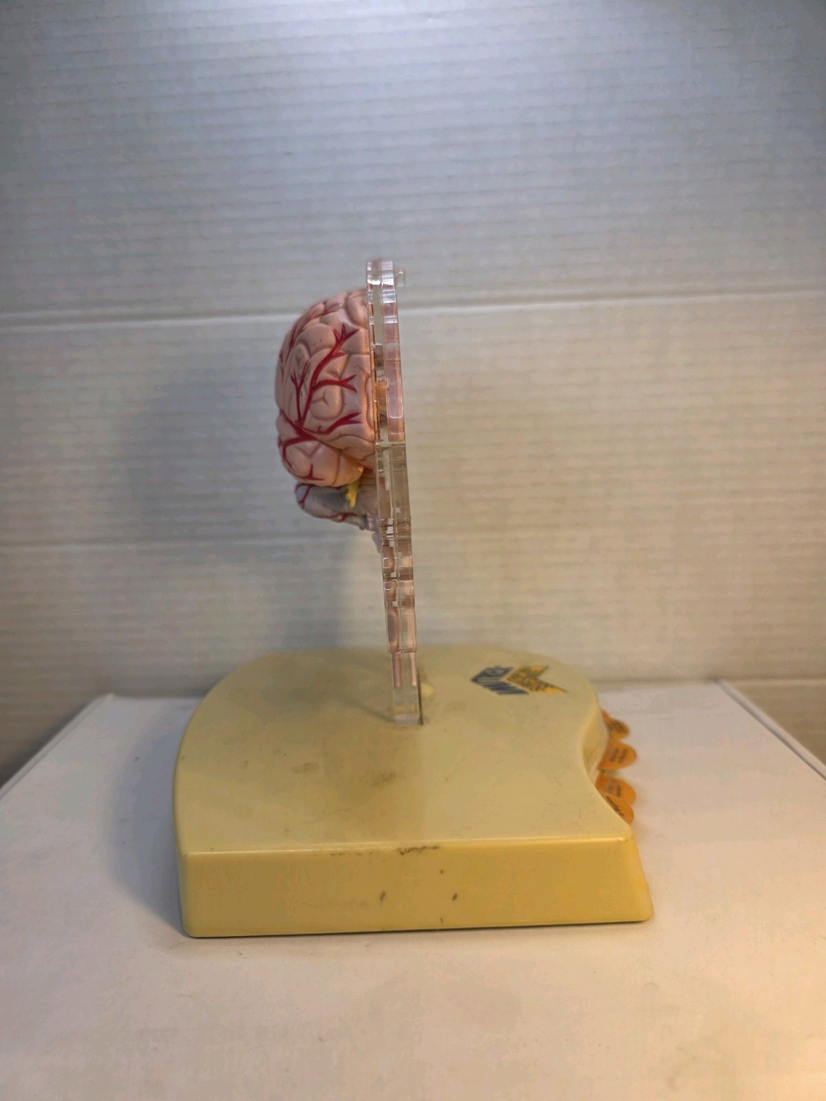 Horror 2002 3D Brain Neuroanatomical Medicine Promo ~ Doctor's Display