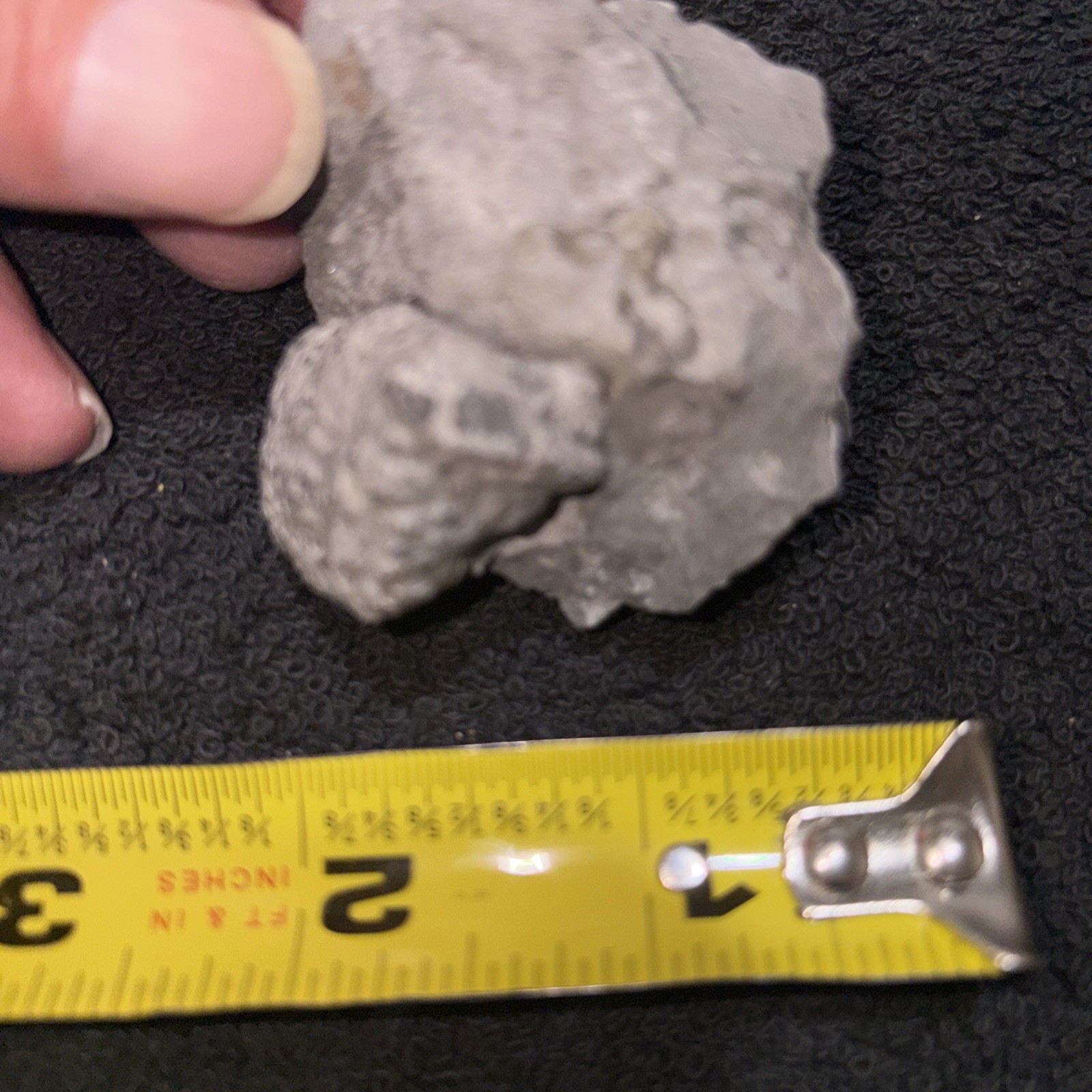 Large Pyritized Greenops Trilobite From Famous Alden NY Devonian