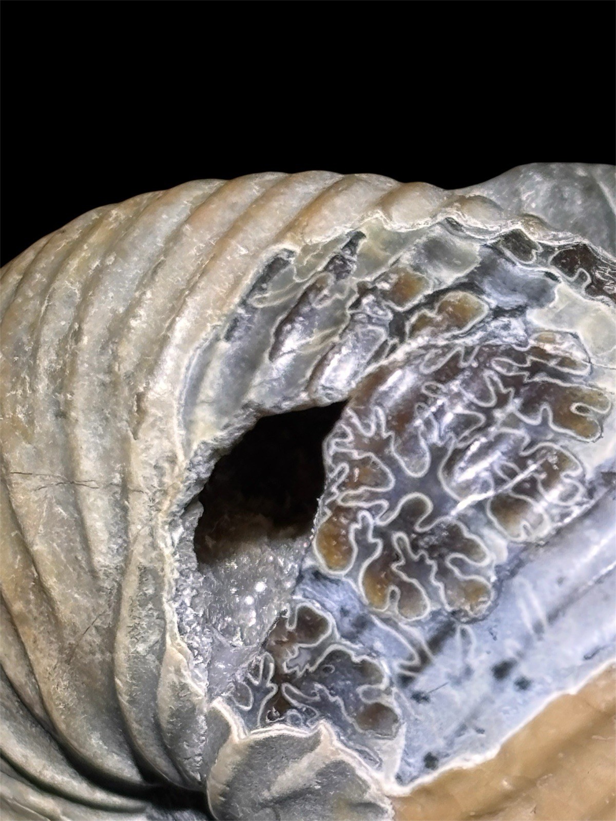 Ammonite Fossil Bundle Lot of 5 Specimens