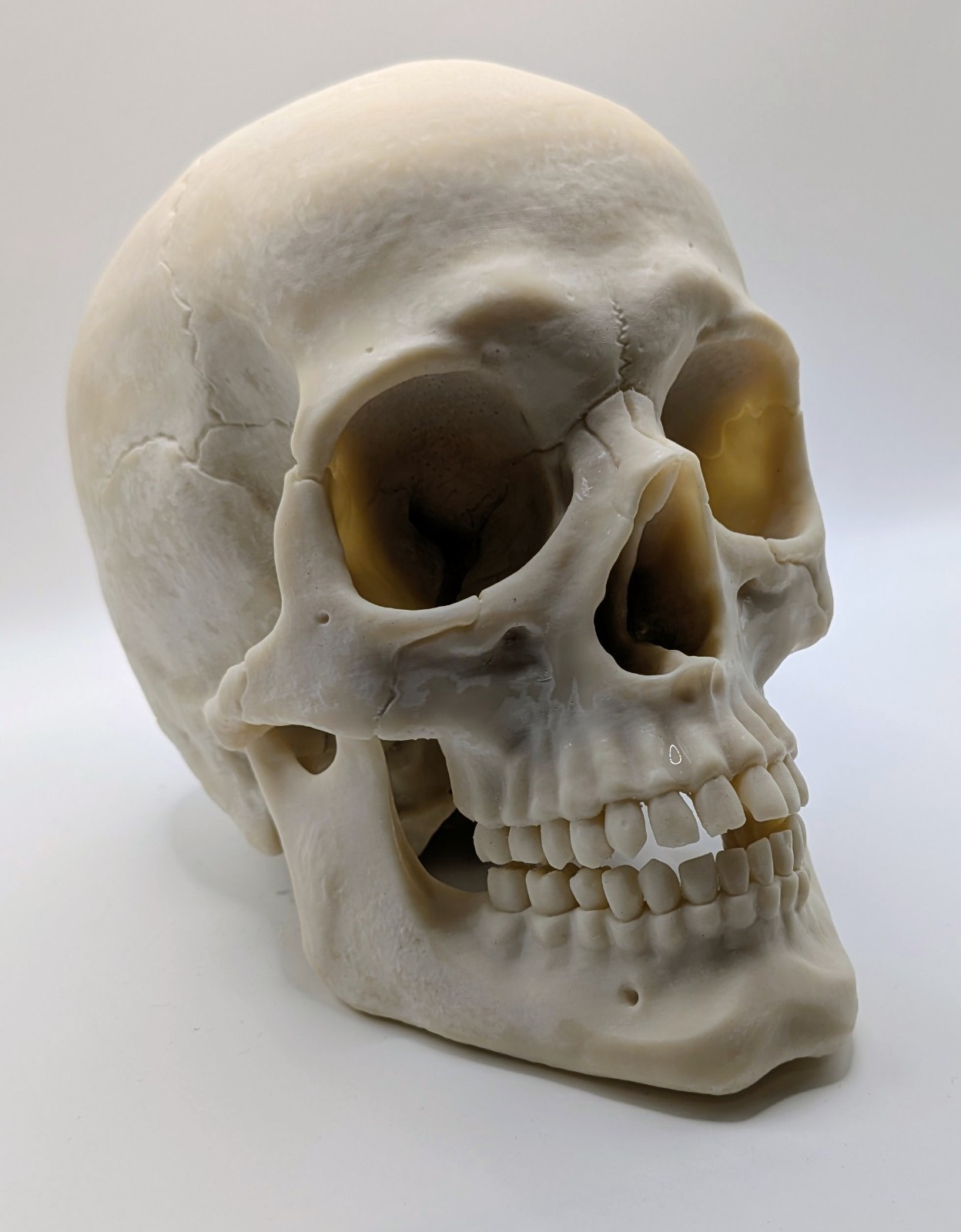Human Skull Replica- Off White Resin Unpainted - 7 In Tall 1 Ibs