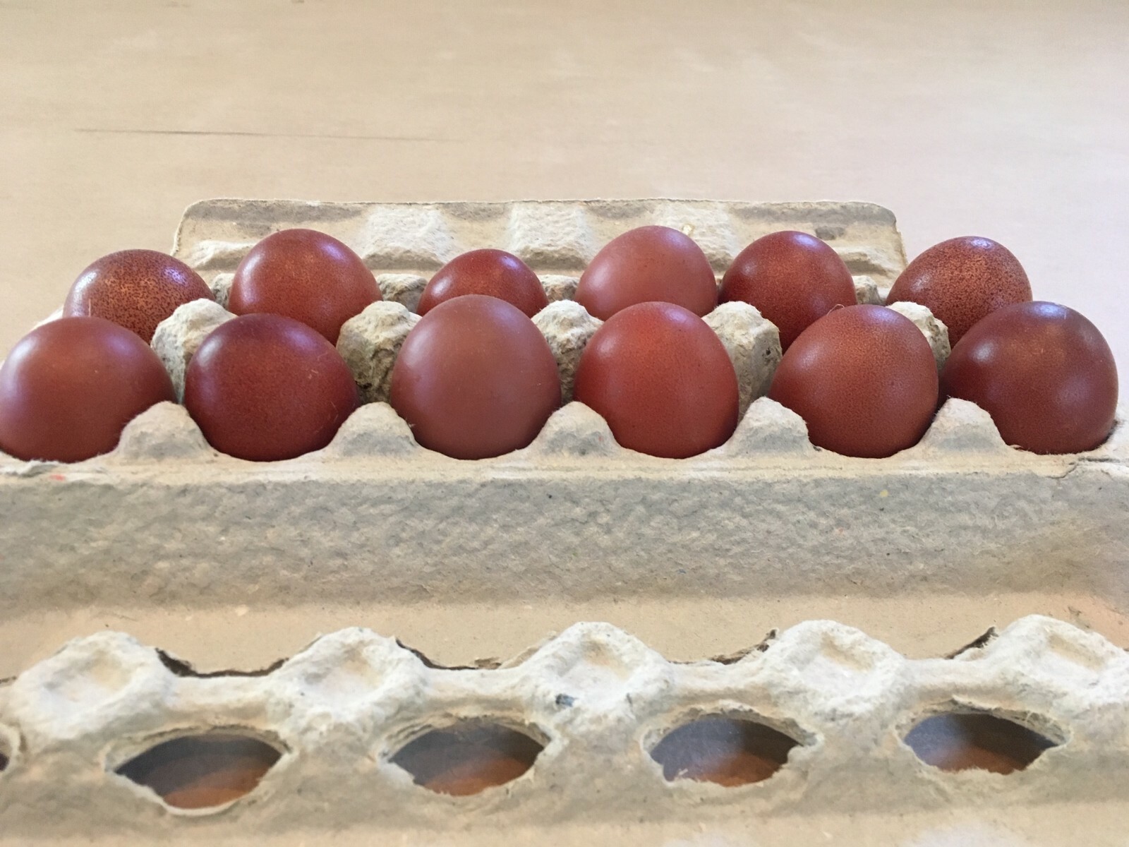 6+ 2 Black Copper Maran Hatching Eggs