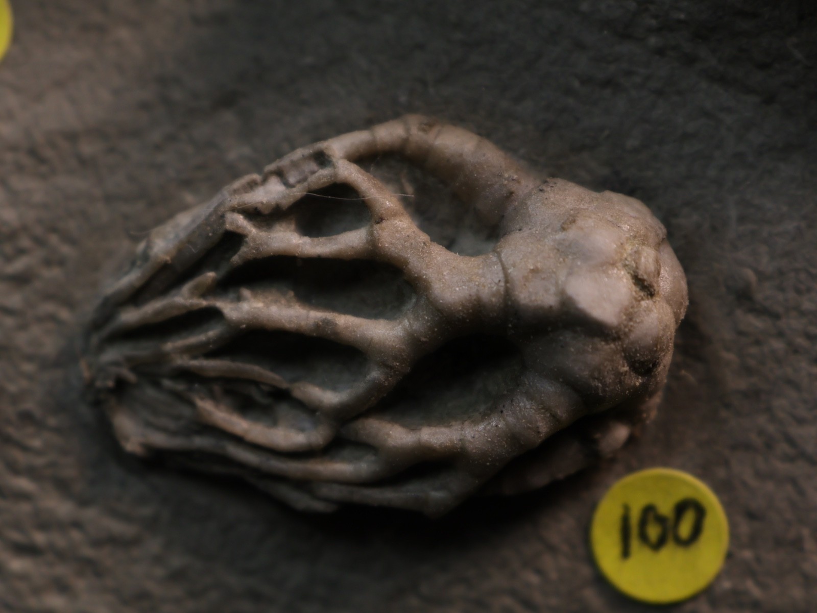 Meaty Plate of Fossil Crinoids, Crawfordsville, IN