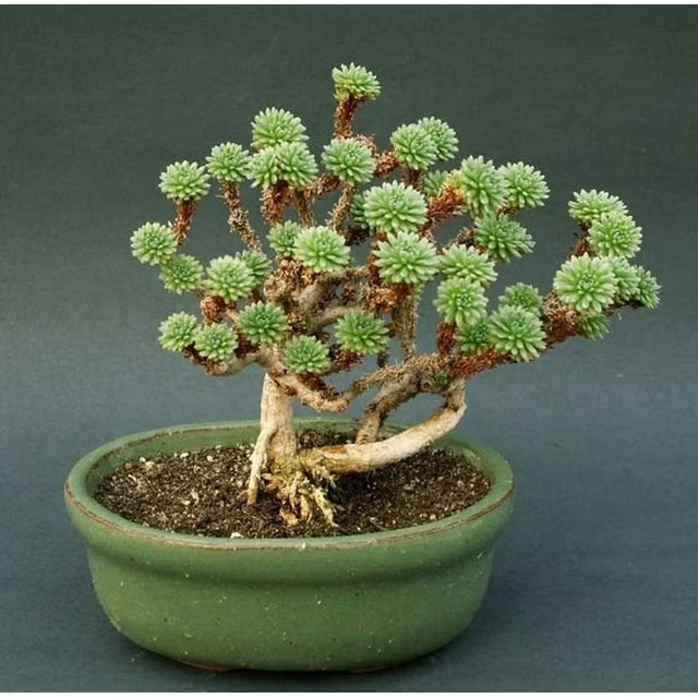 12 Liters Black 3/8" Lava Rock for Bonsai Succulents Cactus soil mixes FAST SHIP