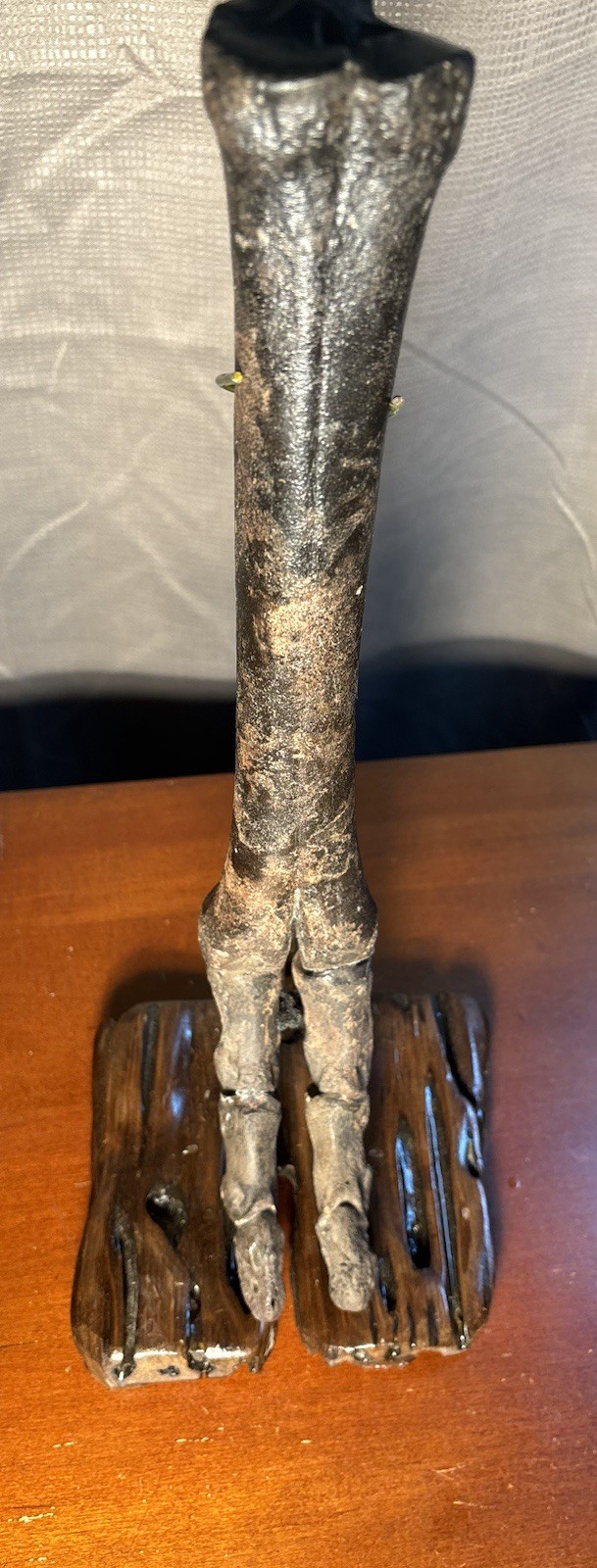 World Class Fossil Camel Leg Mount on Pecky Cypress Wood Stand Florida Fossils