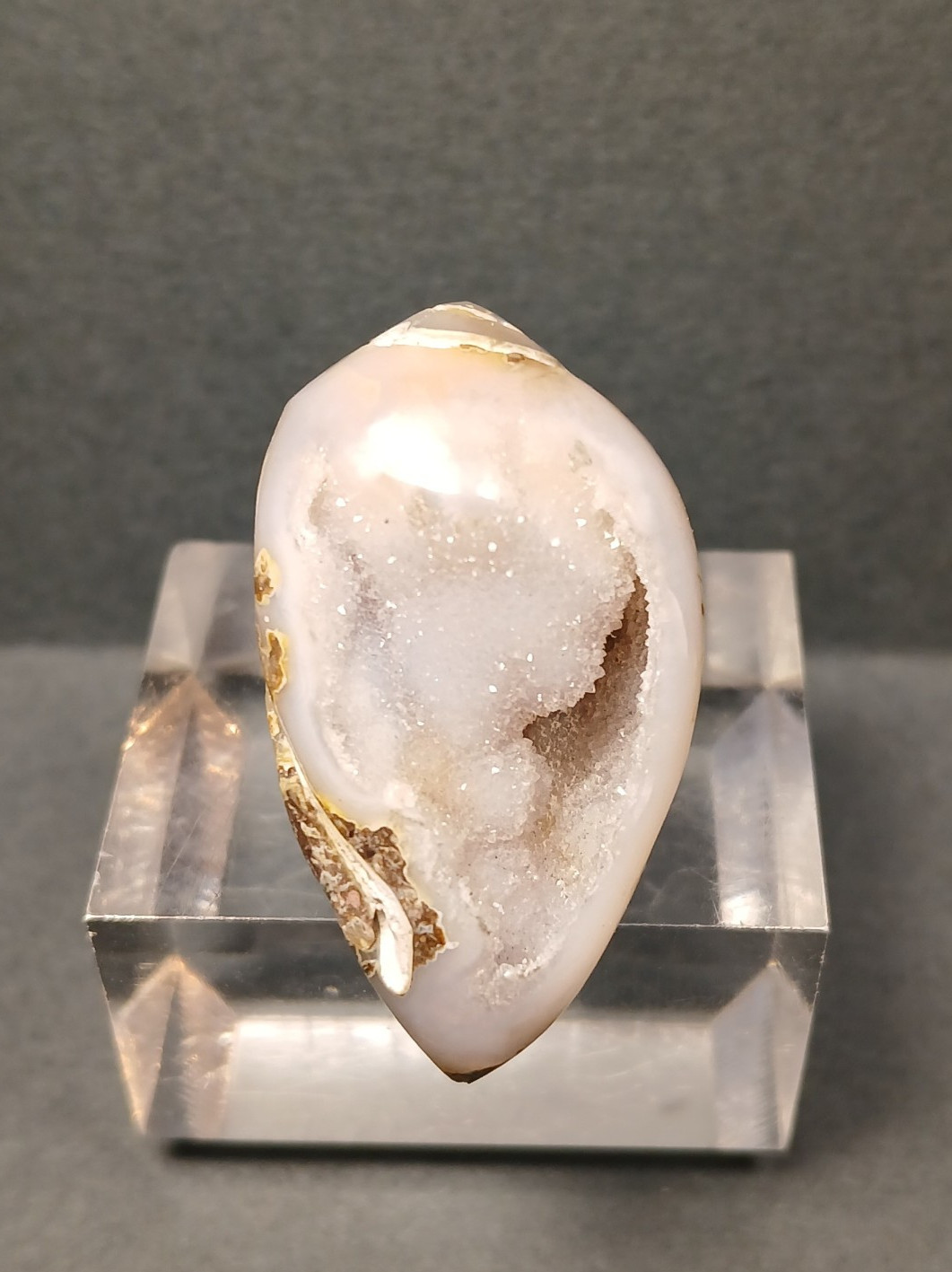 Fossil Shell Druzy - Complete Shell