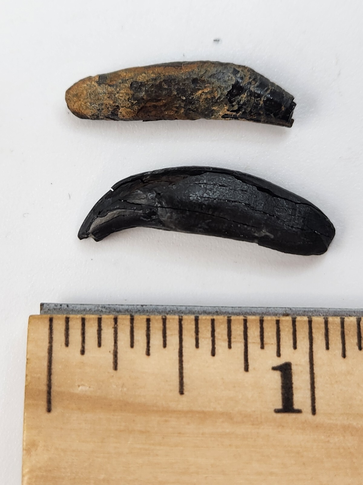 Raccoon Rooted Upper Canine Tooth Fossil - Florida Pleistocene - 1 Per Purchase