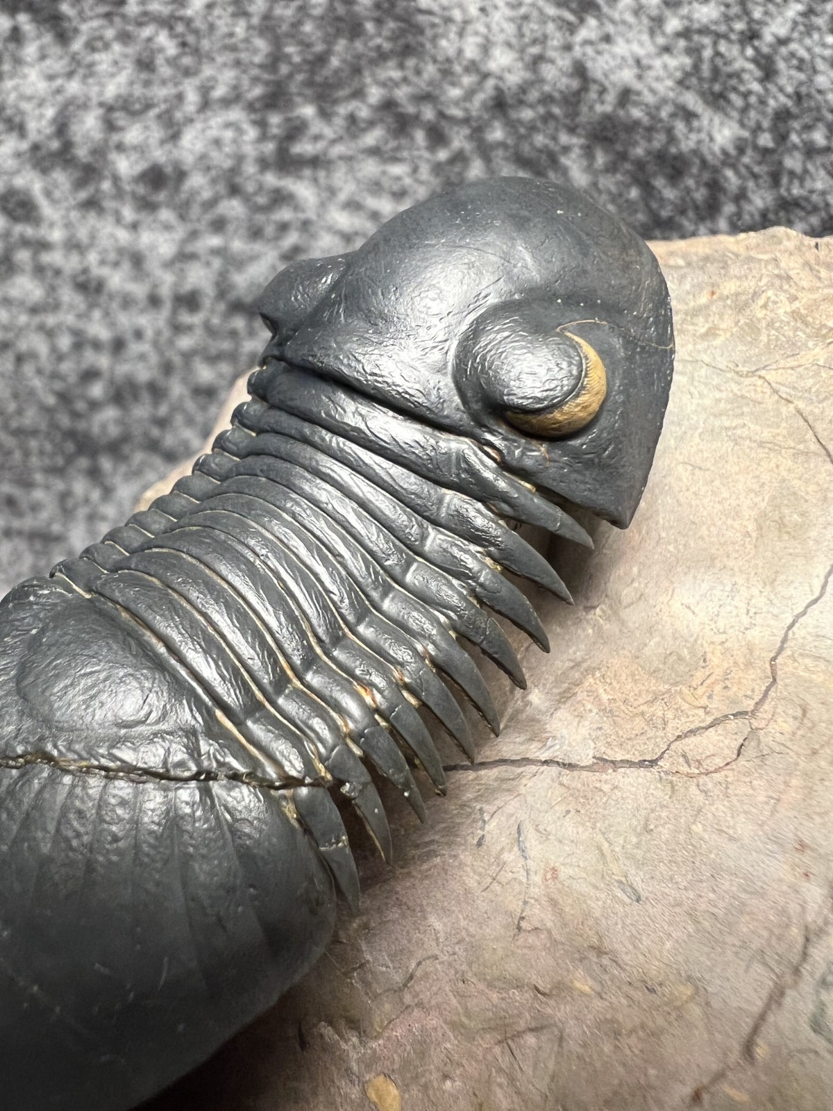 Paralejurus Trilobite Fossil – Flying Preparation with Rare Yellow Eyes