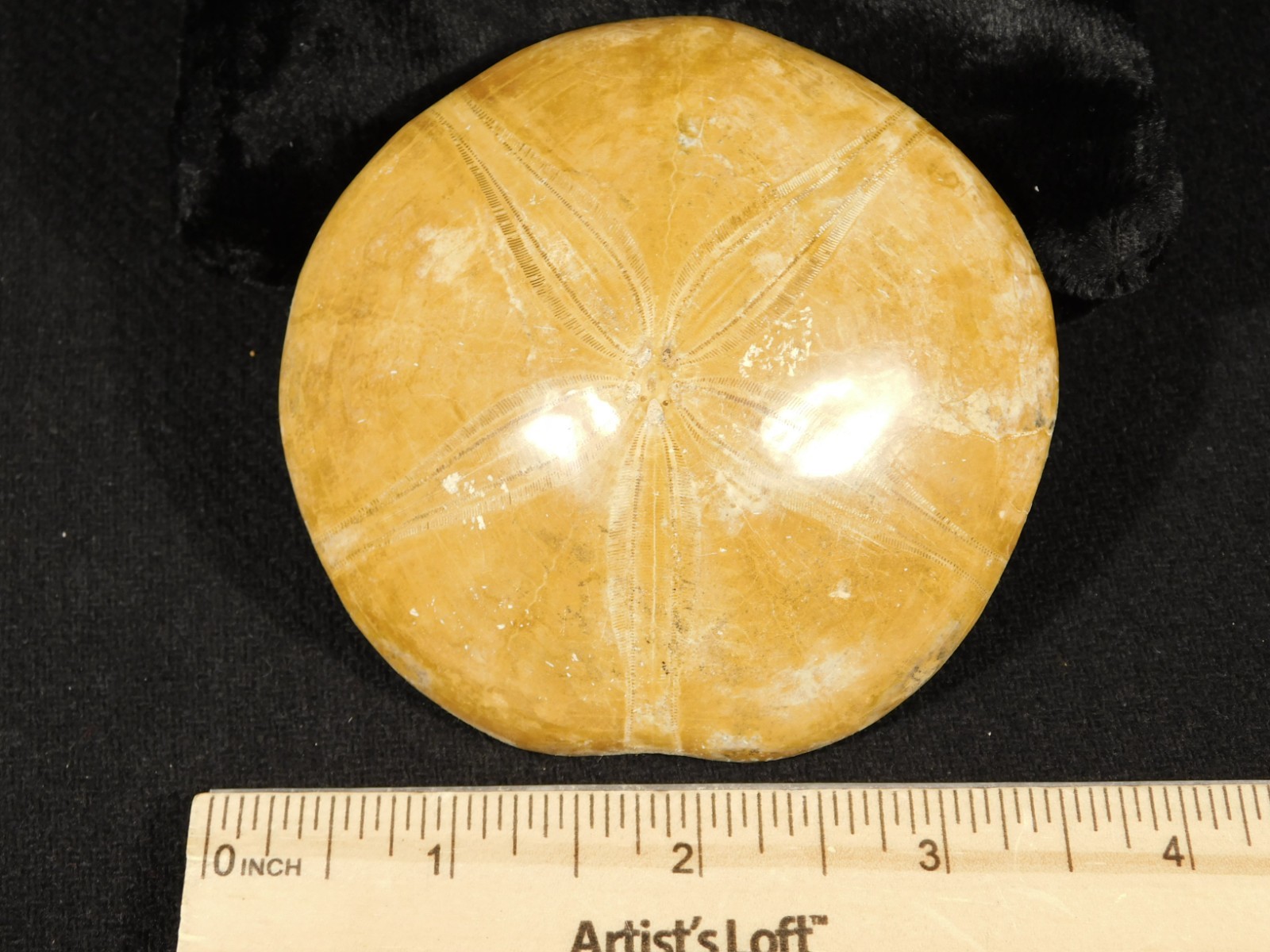 Big! Polished 150 Million Year Old! SAND DOLLAR Fossil Madagascar 195gr