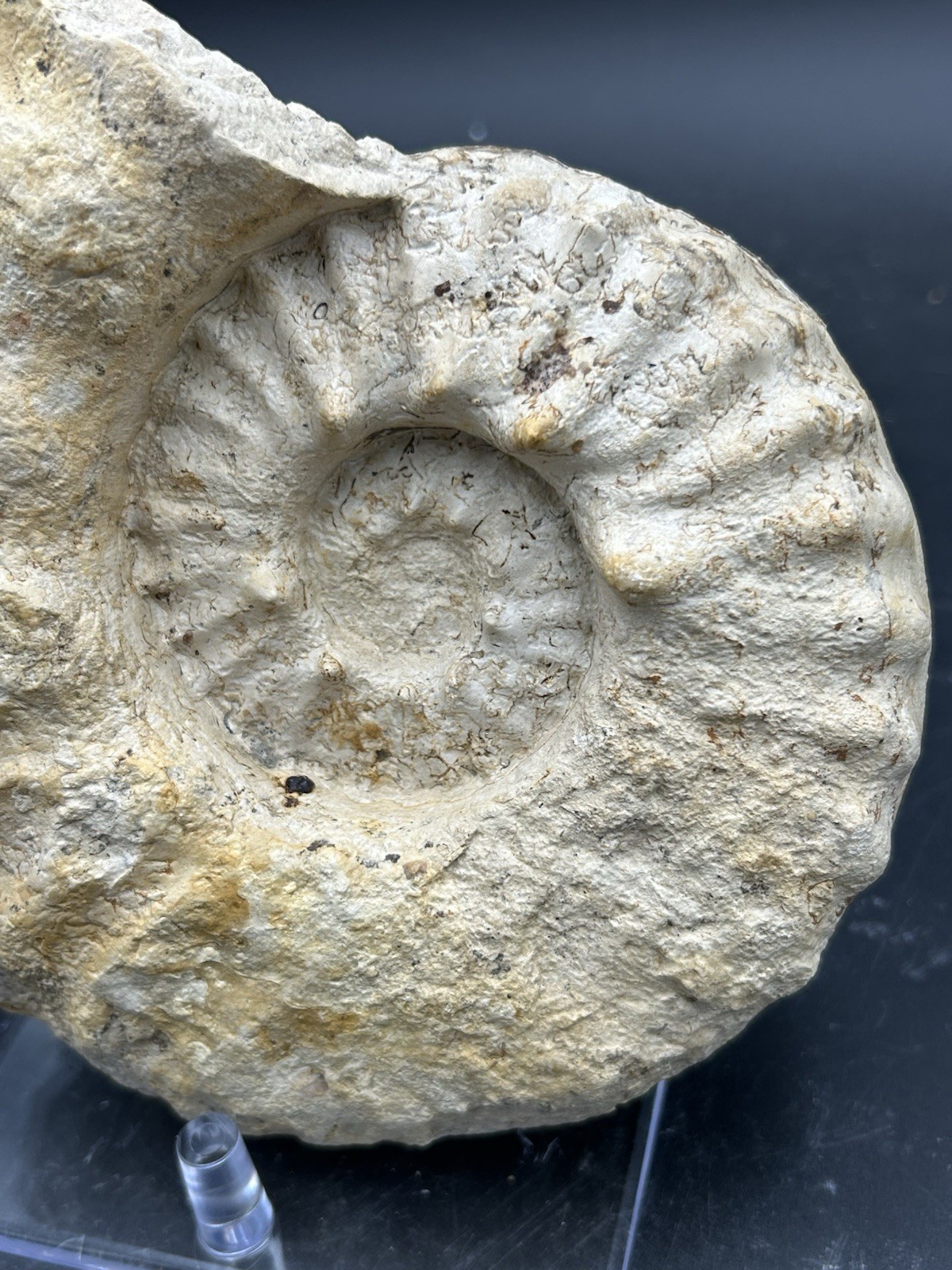 SUPERB 7.5” Cretaceous Mortoniceras Sp.Texas Fossil Ammonite!CRAZY Oyster Party!