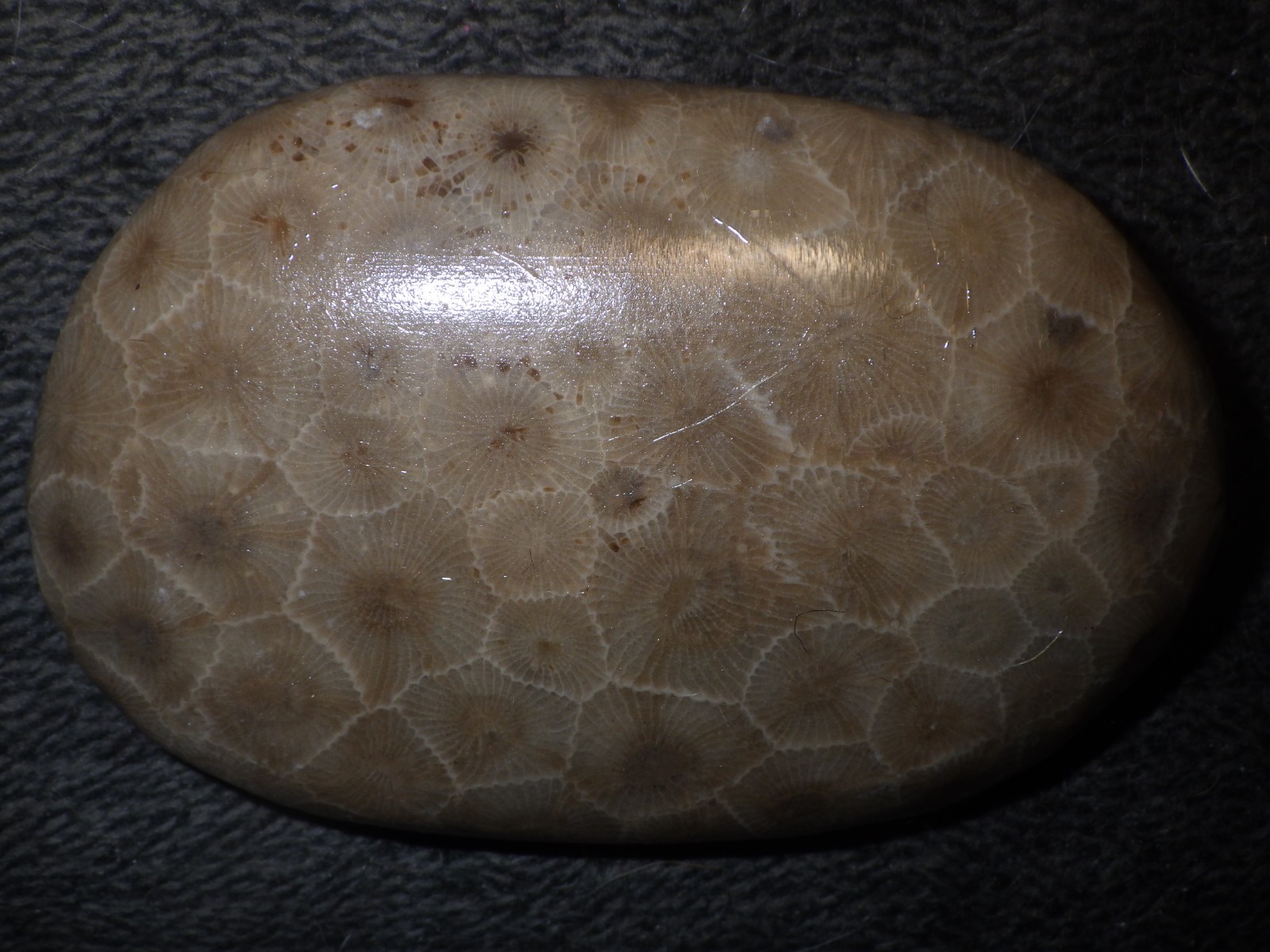 Polished Petoskey Stones 9.5 oz