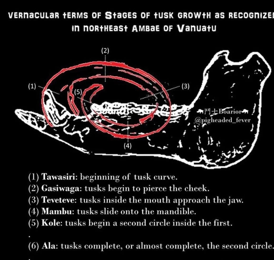 Pig tusk bracelet Currency exchange Vanuatu