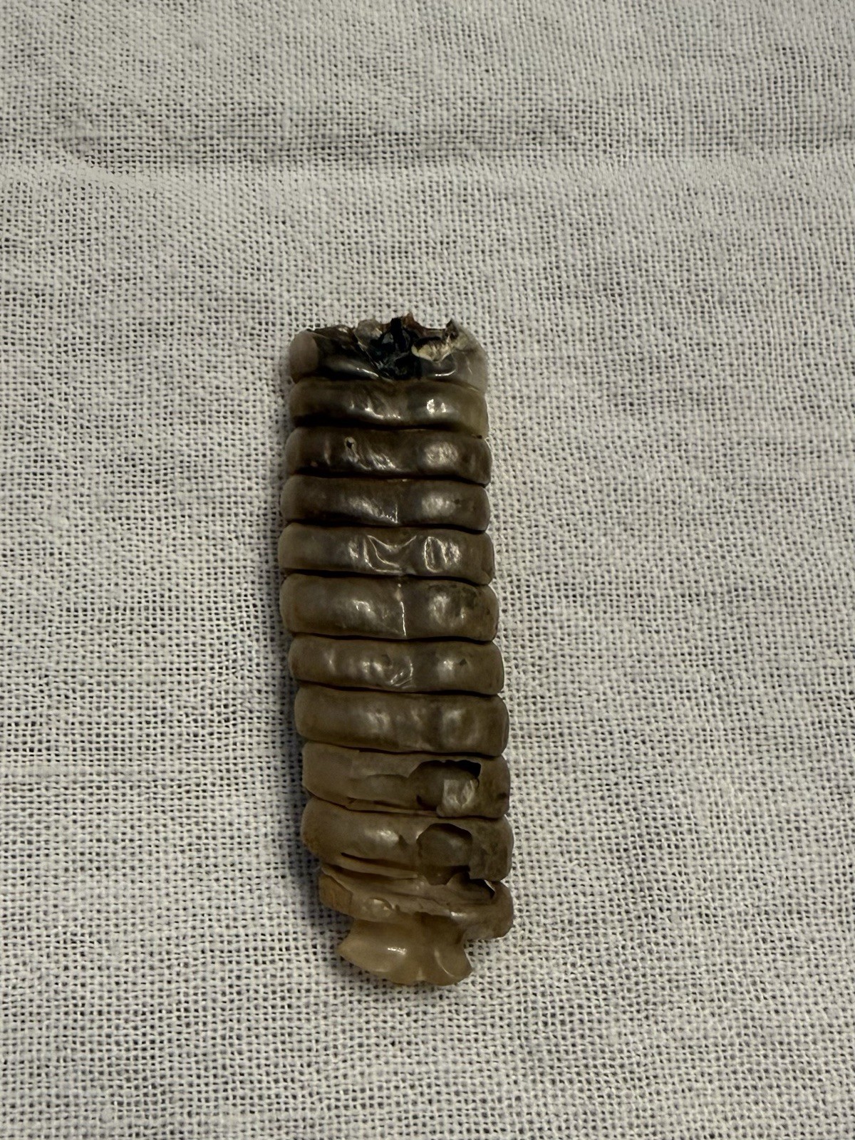 Rattlesnake Rattles ~ Lot Of 4 Rattles