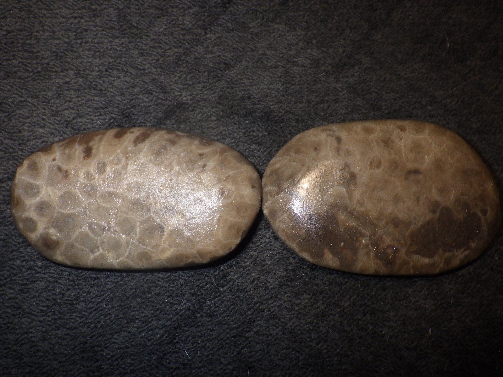 Polished Petoskey Stones 9.5 oz