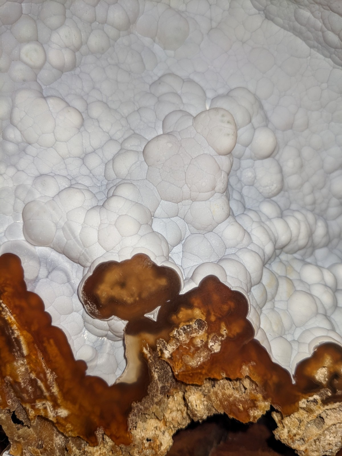 Agatized Coral Fossil Split Geode Botryoidal Blue/Violet Butterfly w/stands