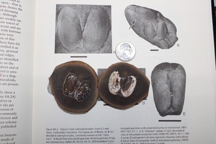 Mazon Creek Fossil Bivalvia Clams Molluscs  Fossils Pennsylvanian Period R7