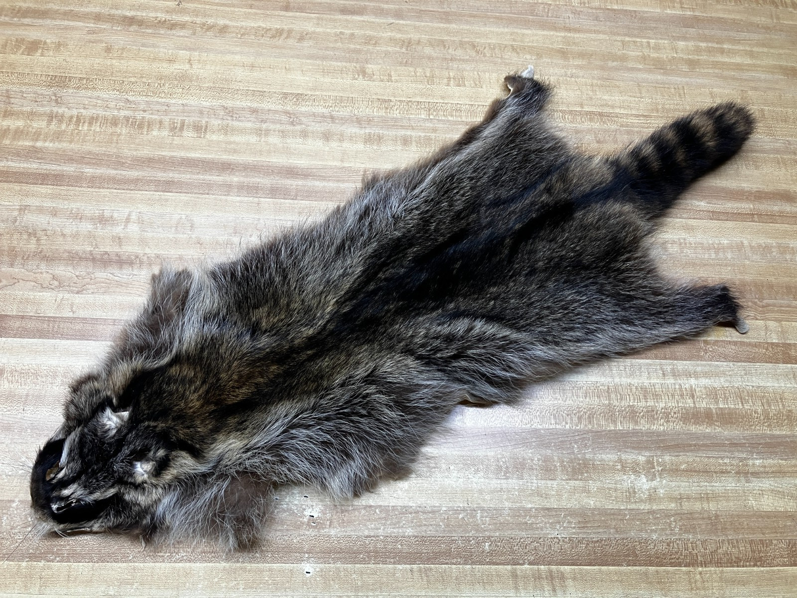 Raccoon Hides, Pelts, Tanned