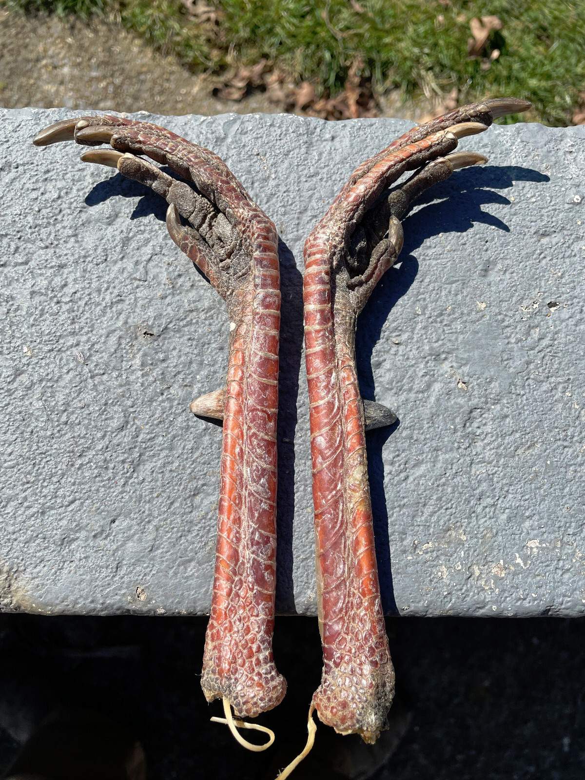 Taxidermy, One Pair 2 EASTERN WILD TURKEY-FEET -Log Cabin,Native American Crafts