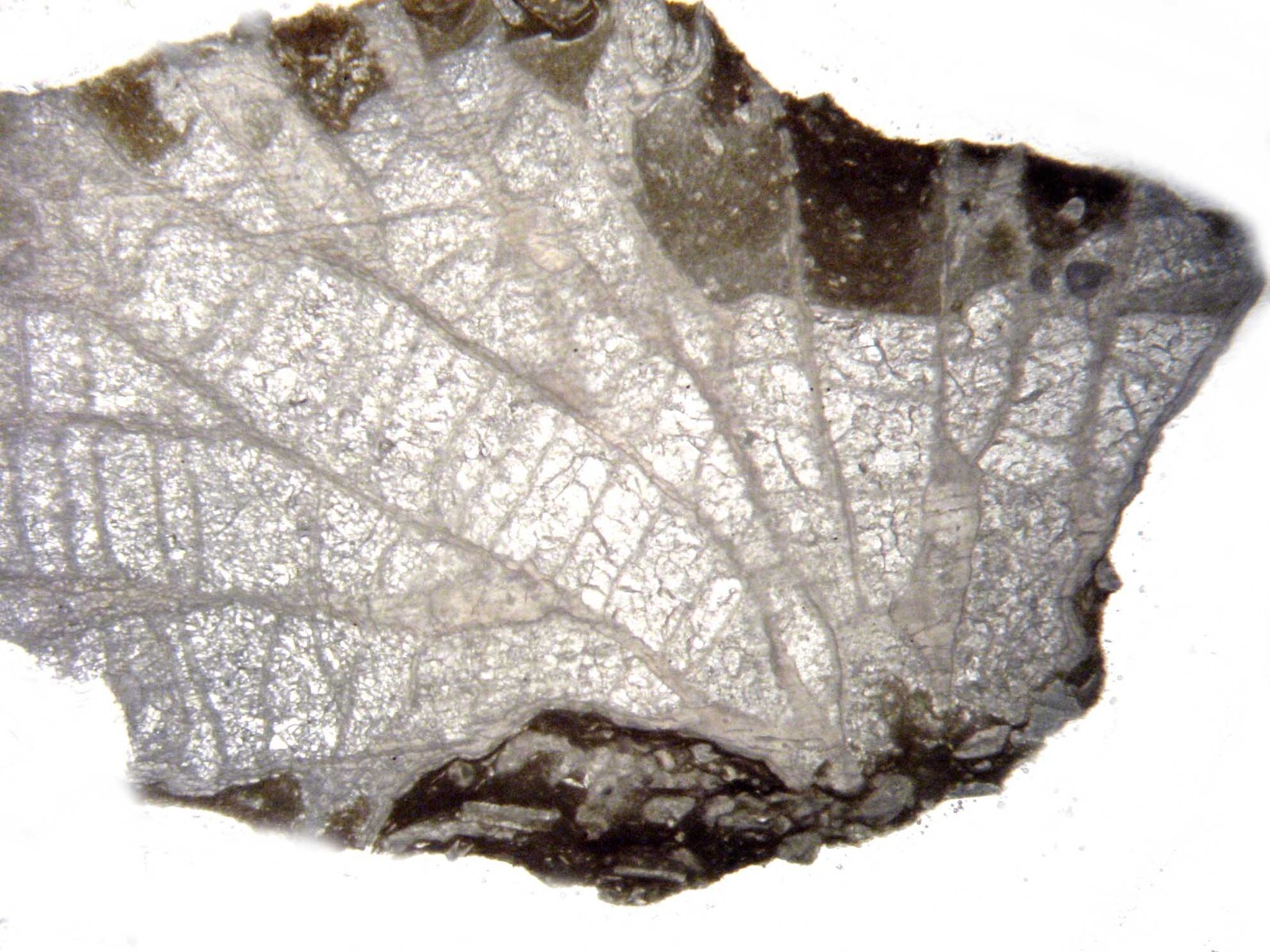 Geological Rock Formation & fossil Thin Section collection 100 slides in case