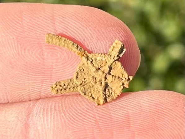 Fossil Starfish Ophiura graysonensis Brittle Star Texas Cretaceous Pawpaw Fm