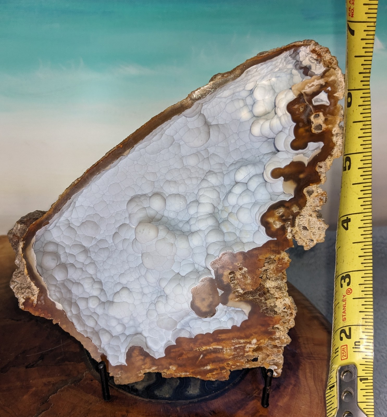 Agatized Coral Fossil Split Geode Botryoidal Blue/Violet Butterfly w/stands
