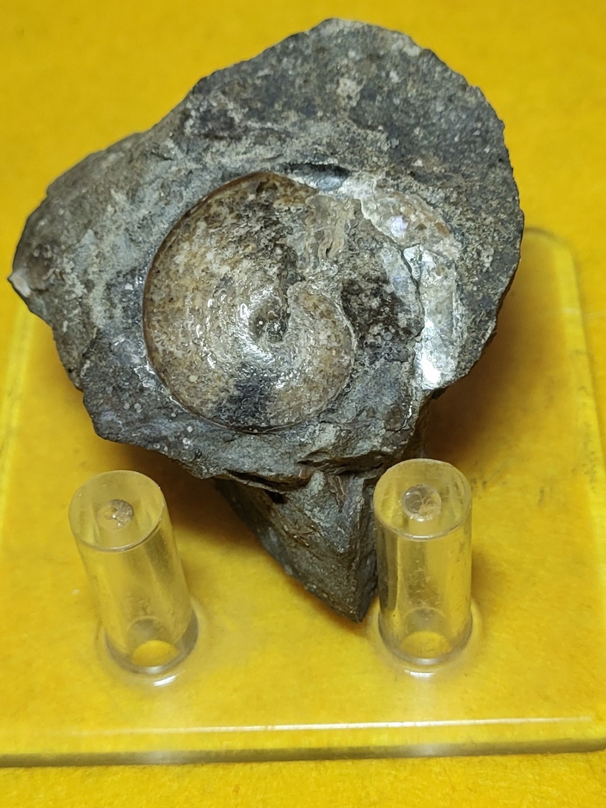 Sphenodiscus Lenticularis  Ammonite Cretaceous Fox Hills Formation SD