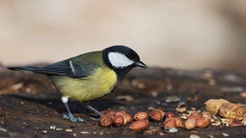 Wakefield Virginia Peanuts Animal Grade Raw Wildlife Peanuts (50 LBS)