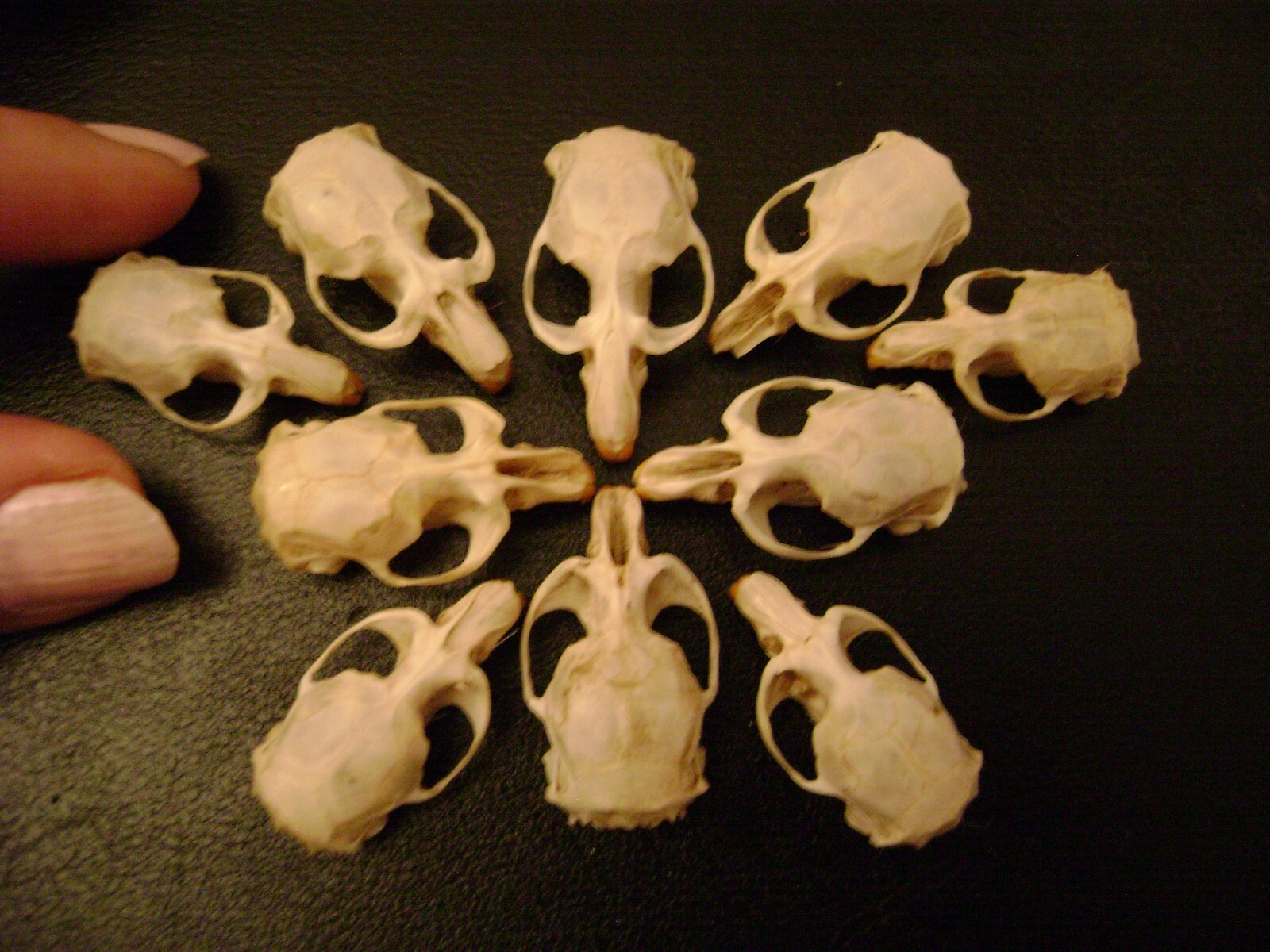 10 REAL MOUSE SKULLS for steampunk jewelry or magic wands TAXIDERMY LOT bones