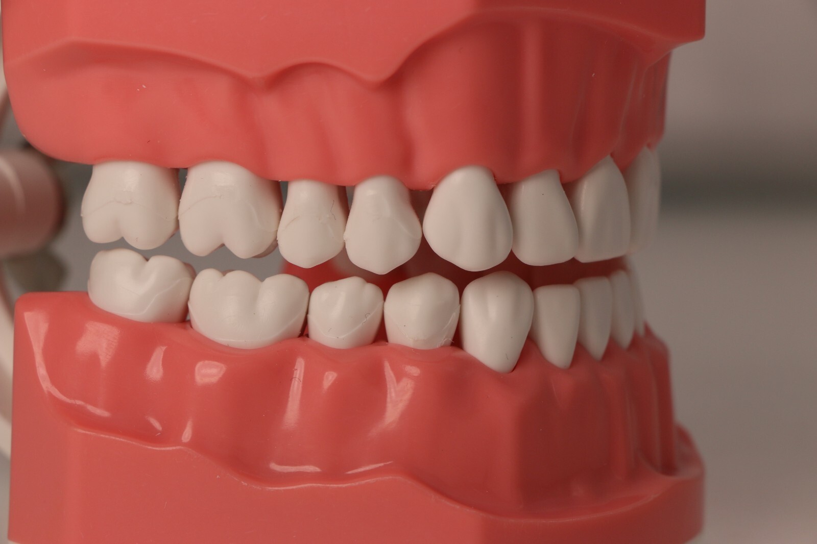 Dental Typodont Teeth Model Brushing Flossing Practice Teaching Model M7010-1