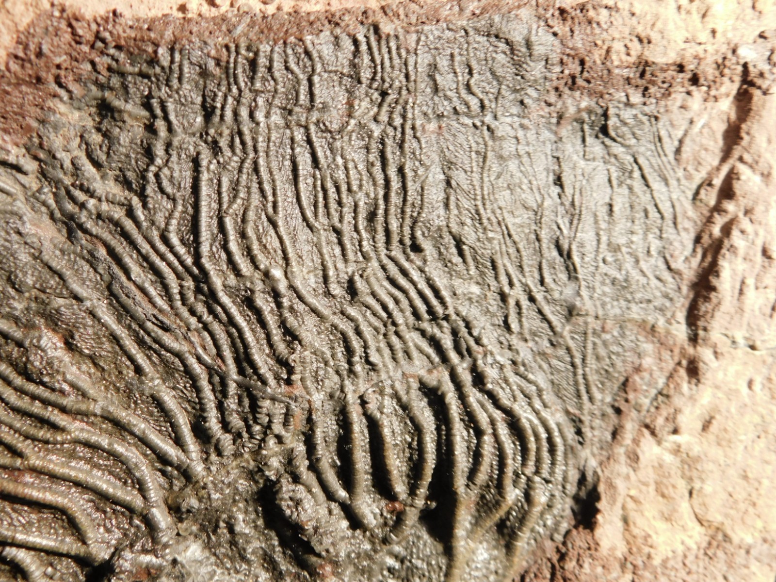 TWO BIG! 430 Million Year Old! CRINOID Fossils or Sea LILY Fossil Morocco 1565gr