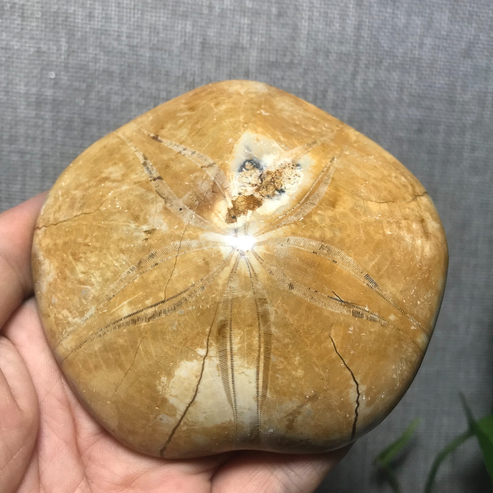 200g Starfish Crystal Specimen 13