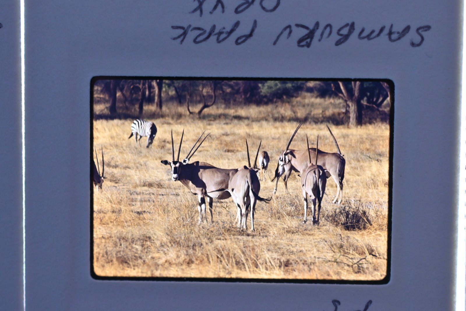 Vintage 1986 Kenya Safari Slides 120 Lot Wildlife Tribal Photo